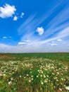 Field of daisies flowers with a blue sky and clouds. summer spring meadow on background blue sky with white clouds. Royalty Free Stock Photo