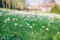Field of daisies in front of a farm