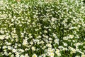 Field of daisies. garden chamomile bushes. Background of daisies. Royalty Free Stock Photo