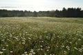 A field of daisies on a July morning