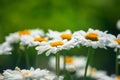 Field daisies. many summer flowers in  meadow on sunny day Royalty Free Stock Photo