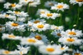 Field daisies. many summer flowers in  meadow on sunny day Royalty Free Stock Photo