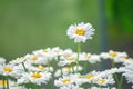 Field daisies. many summer flowers in meadow on sunny day