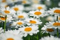 Field daisies. many summer flowers in  meadow on sunny day Royalty Free Stock Photo