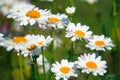 Field daisies. many summer flowers in  meadow on sunny day Royalty Free Stock Photo