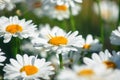 Field daisies. many summer flowers in  meadow on sunny day Royalty Free Stock Photo