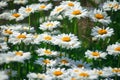 Field daisies. many summer flowers in  meadow on sunny day Royalty Free Stock Photo