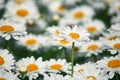 Field daisies. many summer flowers in  meadow on sunny day Royalty Free Stock Photo