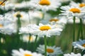 Field daisies. many summer flowers in  meadow on sunny day Royalty Free Stock Photo