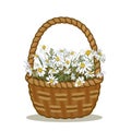 Field daisies with meadow grass in a wicker basket. Vector illustration.