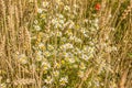 Field daisies. Royalty Free Stock Photo