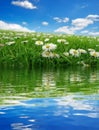 Field with daisies reflecting