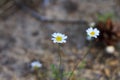 Field daisies in the sand in a pine forest on a sunny day Royalty Free Stock Photo