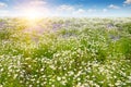 Field with daisies and sun on blue sky. Royalty Free Stock Photo