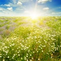 Field with daisies and sun on blue sky, Royalty Free Stock Photo