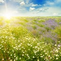 Field with daisies and sun on blue sky Royalty Free Stock Photo