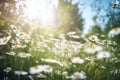 a field of daisies with the sun shining through the trees in the background and a blue sky in the foreground with a few white Royalty Free Stock Photo