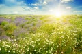 Field with daisies and sun on sky, focus on foreground Royalty Free Stock Photo