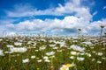 Field of daisies in sunlight, wild flowers in summer