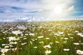 Field of daisies in sunlight, wild flowers in summer