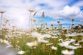 Field of daisies in sunlight, wild flowers in summer