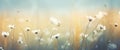 Field of daisies at sunset. Soft focus. Nature background Royalty Free Stock Photo