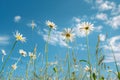 Field of Daisies Under Blue Sky Royalty Free Stock Photo