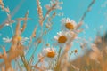 Field of Daisies Under Blue Sky Royalty Free Stock Photo