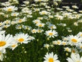 Field of Daisies under bright sunshine Royalty Free Stock Photo