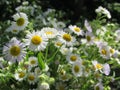 Bouquet of field daisies