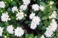 Field of daisies. white flowers background. Macro view of daisy. Daisies in bloom.