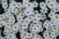 Field of daisies white and yellow in garden