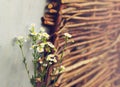 Field daisies on the wicker fence background Royalty Free Stock Photo