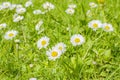 Field of daisy blossoms in a green meadow