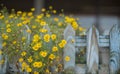 Matricaria recutita flowers