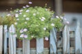 Matricaria recutita flowers