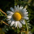 Field daisy in the early morning on a meadow in dew drops Royalty Free Stock Photo