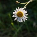 Field daisy in the early morning on a meadow in dew drops Royalty Free Stock Photo