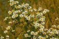 Field daisy flower