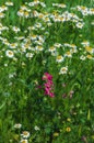 Field daisy flower