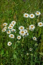 Field daisy flower