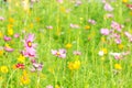 Field of daisy flowers