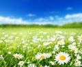 Field of daisy flowers