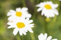 Field Daisy flowers closeup. Alternative medicine. Summer background Royalty Free Stock Photo