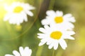 Field Daisy flowers closeup. Alternative medicine. Summer background Royalty Free Stock Photo