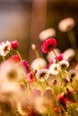 Field of daisy flowers. Daisies in the field near the mountains. Meadow with flowers at sunrise. Royalty Free Stock Photo