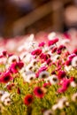 Field of daisy flowers. Daisies in the field near the mountains. Meadow with flowers at sunrise. Royalty Free Stock Photo