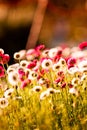 Field of daisy flowers. Daisies in the field near the mountains. Meadow with flowers at sunrise. Royalty Free Stock Photo