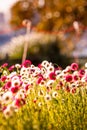 Field of daisy flowers. Daisies in the field near the mountains. Meadow with flowers at sunrise. Royalty Free Stock Photo