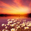 Field of daisy flowers with dramatic sky